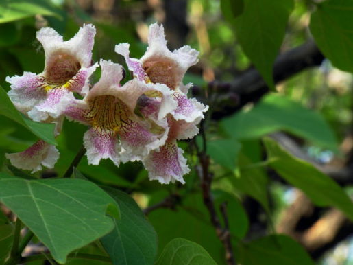 Culture method of Catalpa chinensis