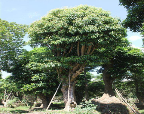 The breeding of Pingpo