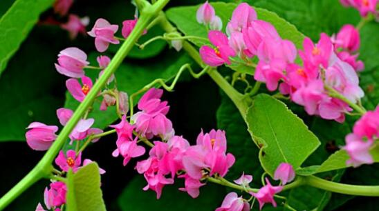 Coral vine reproduction