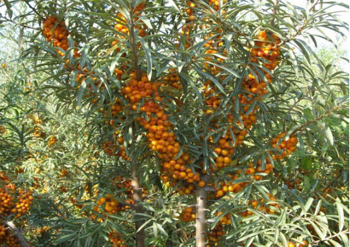 Culture methods of Hippophae rhamnoides