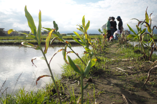 Forestry Bureau Land Ecological Green Network-turn Paddy Field into Hou Bird habitat