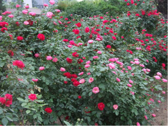 Matters needing attention of cultured rattan rose