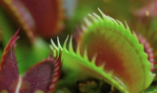 Propagation method of Castanopsis thunbergii