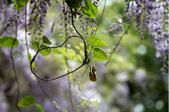 The planting method of aristolochia tubulosa