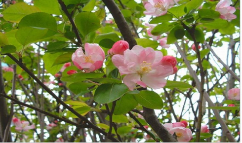 Culture value of crabapple flower