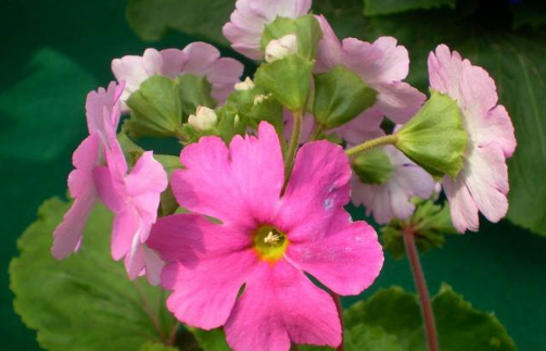 Sowing Propagation of Primrose