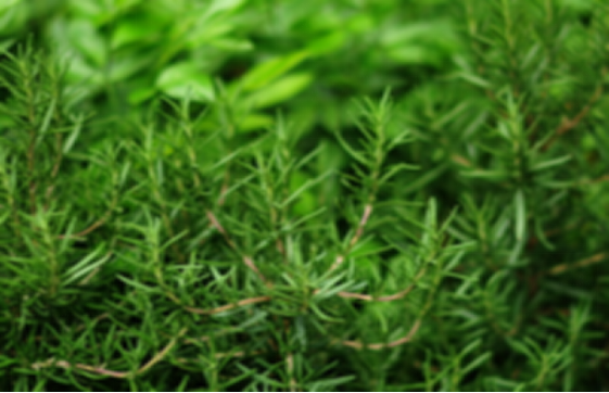 Control of diseases and insect pests of Rosemary