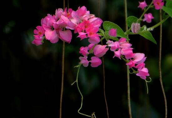 How to cultivate coral vines