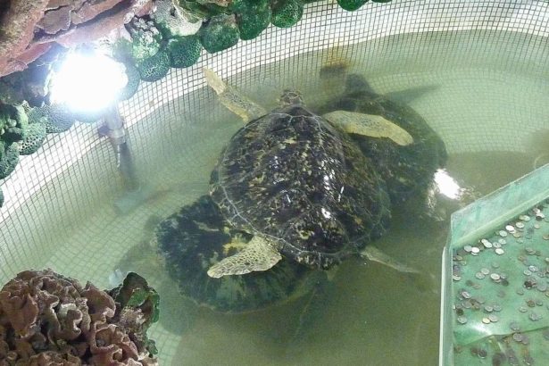 Sea turtles are imprisoned in the basement as a wish pool, and the Penghu Dayi Palace is involved in abuse. 