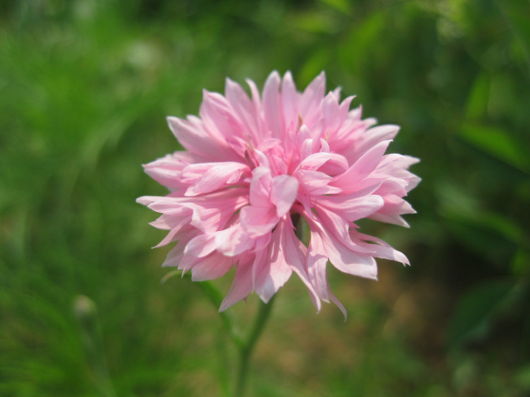 How to plant cornflower seeds?