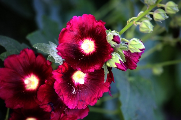 Matters needing attention in cultivating hollyhock