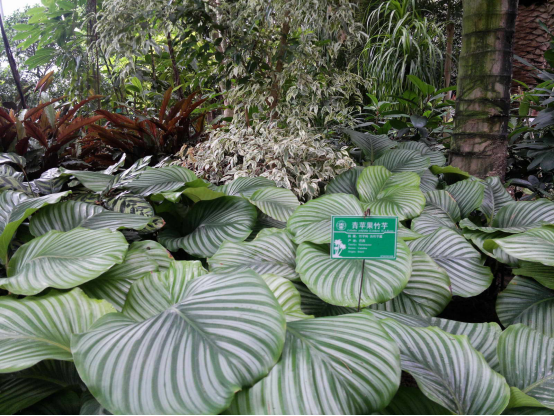 Propagation of round-leaf taro