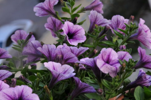 Cutting time of Petunia