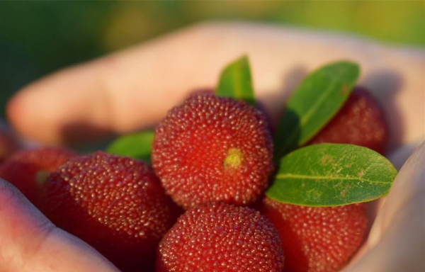 Planting history of red bayberry