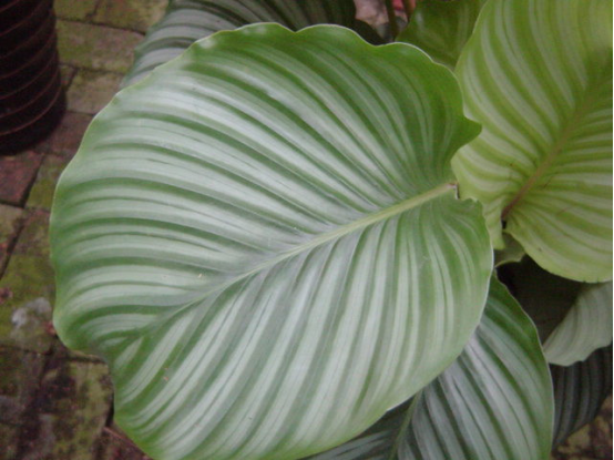 Pest control of round-leaf taro