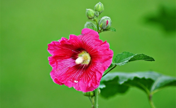 Culture methods of hollyhock