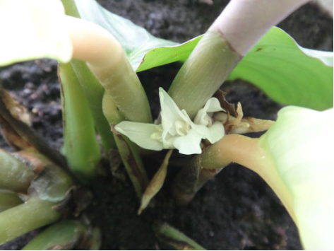 Culture of round-leaf taro