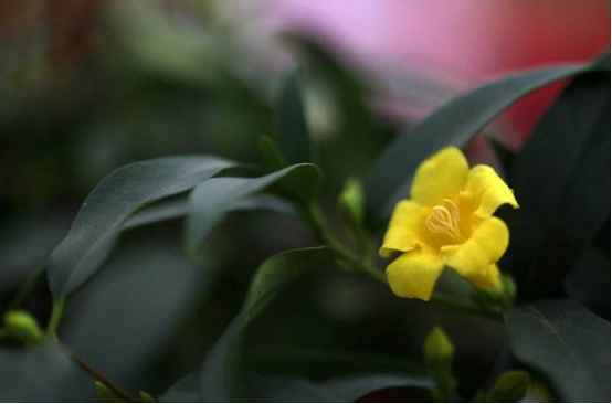 Culture methods of perfume flowers in France: