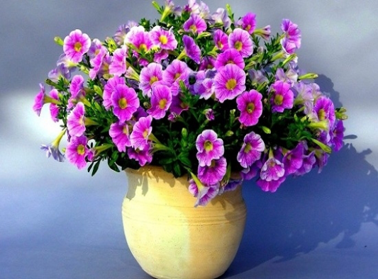 Common breeding methods of Petunia