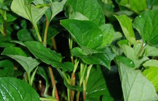 How to raise Houttuynia cordata