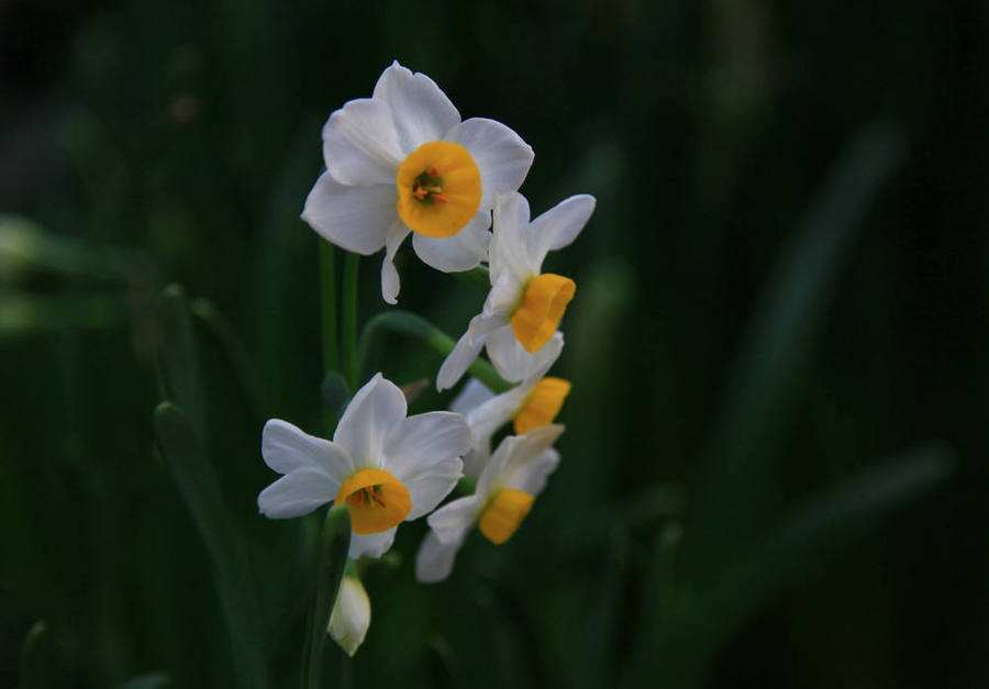 Culture methods of daffodils