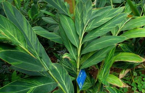 Sowing of alpinia officinalis