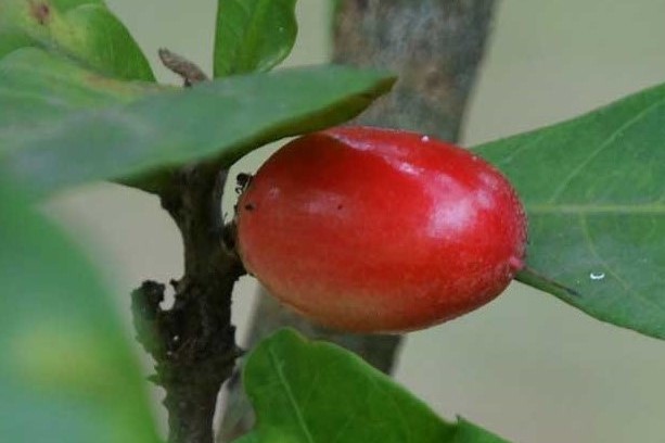 The production of mysterious fruit bonsai