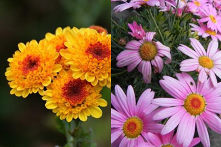 Appreciation of the growth habits of small chrysanthemum bonsai