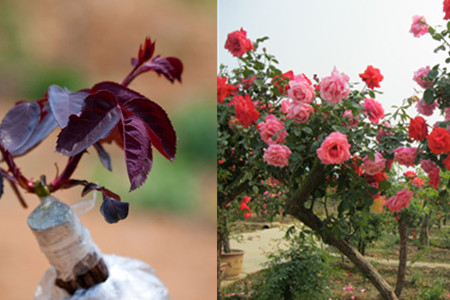 What tree do you use to graft roses with rose flowers? you can choose.