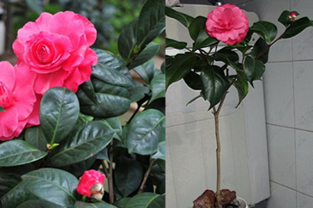 How to hydroponically cultivate camellias can easily survive? the five cultivation steps must be done well.