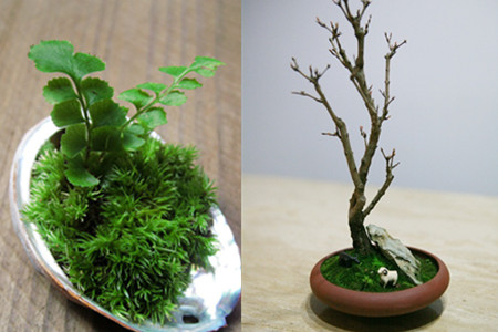 How to make the method of moss coating on bonsai simple and convenient