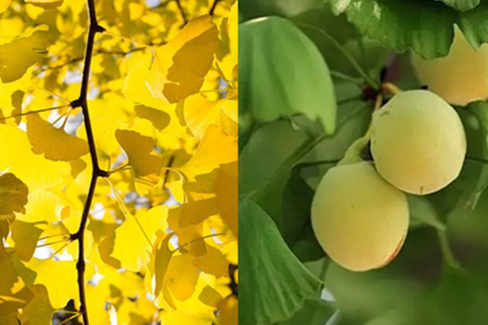 What is the method of ginkgo seed propagation? these points should be paid attention to.