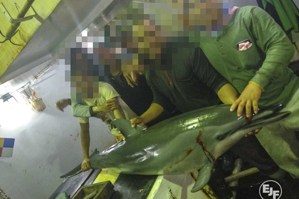 EJF reveals the bloody slaughter of Taiwanese fishing boats! Kill dolphins to catch sharks, cut shark fins and abandon themselves, calling for strict management