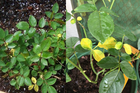 The causes of yellow rose leaves, diseases and insect pests are all murderers.