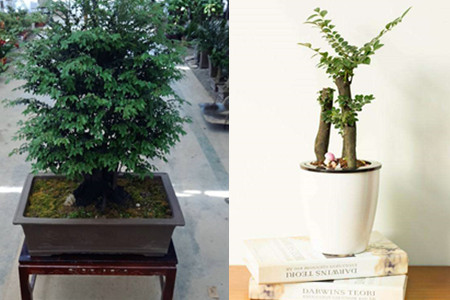 How to raise a few key points of lobular red sandalwood bonsai to raise valuable potted plants