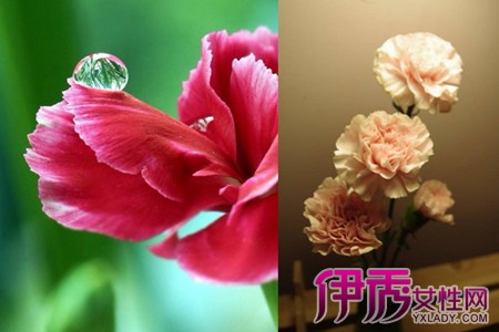 Choose a kind of carnation to grow an avatar of love and respect.