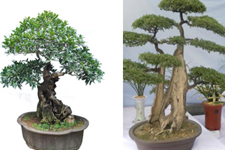 Does Chinese Flower Bonsai Iron Tree look good? sharing of breeding methods