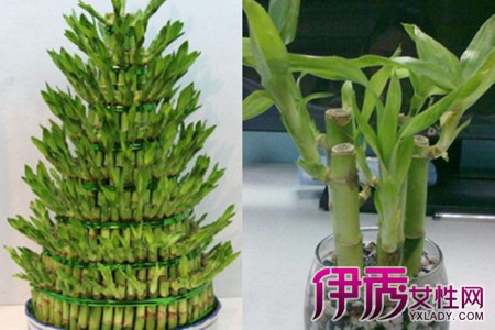 Learn potted bamboo farming methods to make the home more cultural atmosphere