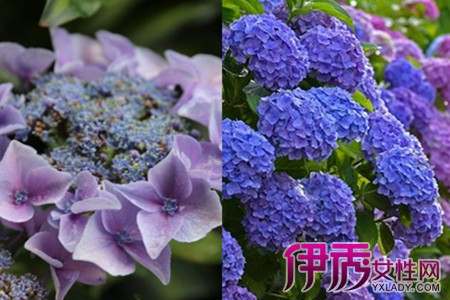 Learn how to raise the correct method of hydrangea flowers bloom beautifully