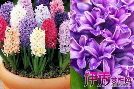 Learn the breeding method of hyacinth, the flowers at home are more beautiful.