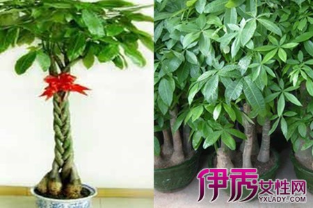 How to make a fortune tree trunk soft? Find the right reason to cultivate it easily