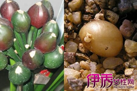 Learn the seed planting method of Cymbidium and watch the flowers at home