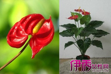 Learning the culture methods and precautions of Anthurium andraeanum to make flowers healthy and beautiful is as simple as that.