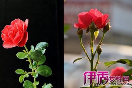 The cultivation methods of rose flowers have skills to teach you a few simple points.