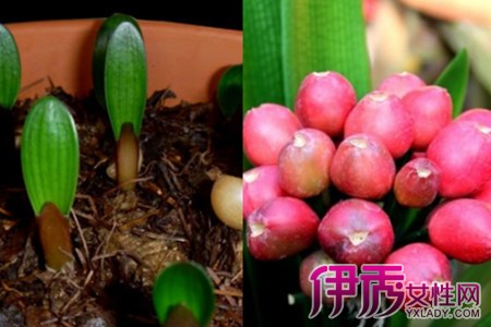 Learn the seed planting method of Cymbidium and plant your own beautiful flowers.