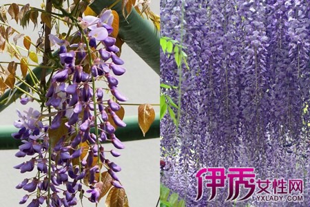 How to plant the seeds of wisteria to produce more beautiful flowers