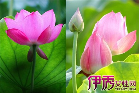 The lotus planting steps only need these five steps to complete.