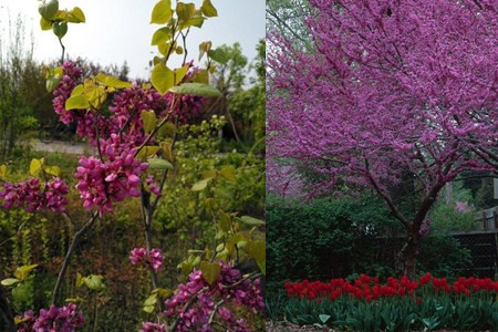 Beginners need to master these culture skills on how to prune the bauhinia tree.