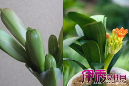 Small details of seed planting methods of Cymbidium to be a qualified florist