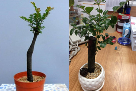 Are lobular red sandalwood bonsai true? teach you how to tell the true and false of valuable potted plants.